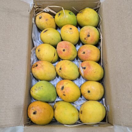 Alphonso Mango - Small