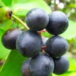 Karvanda (Black Current)