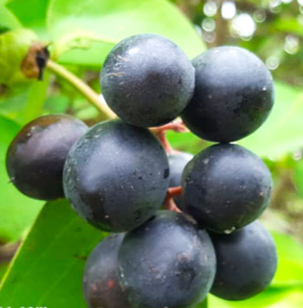 Karvanda (Black Current)