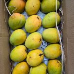 Alphonso Mango - Medium