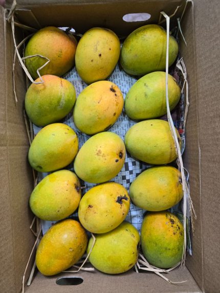 Alphonso Mango - Medium