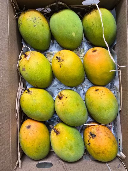 Alphonso Mango - Big
