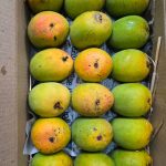 Alphonso Mango - Small