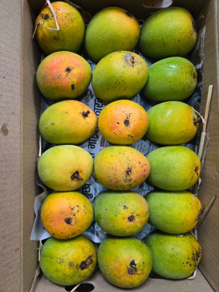 Alphonso Mango - Small